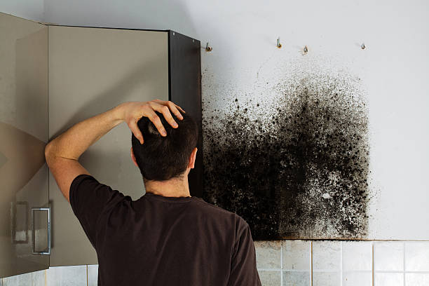 Best Basement Mold Remediation in Osgood, IN